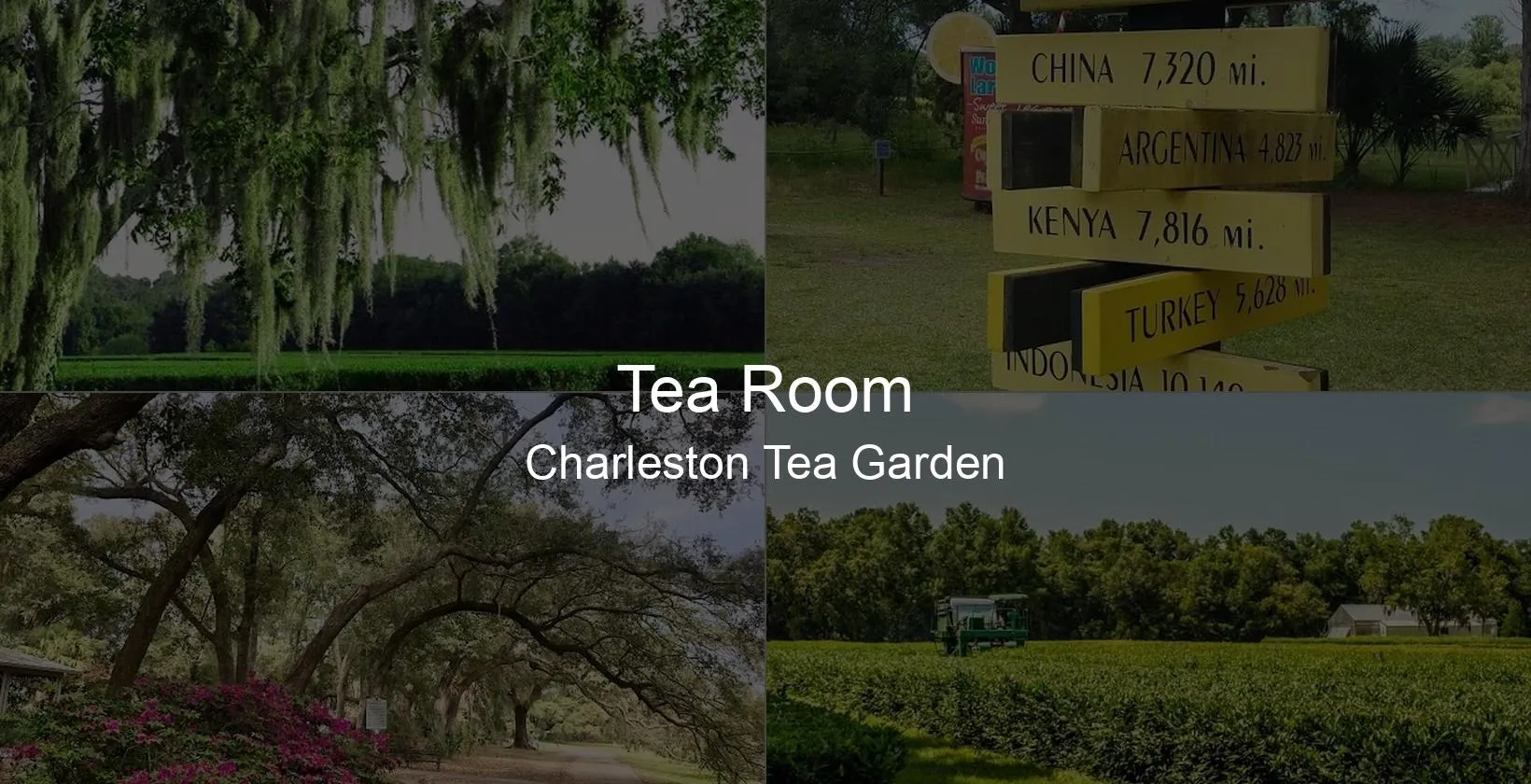 Charleston Tea Garden Photo